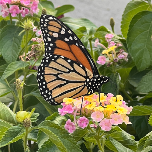 monarch butterfly